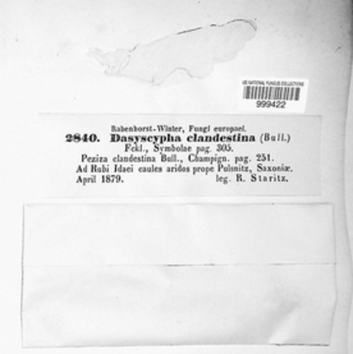 Dasyscyphus clandestinus image